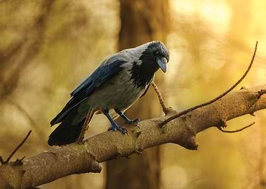 Crow on the branch in the sunlight