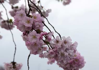 pink flowers on tree
