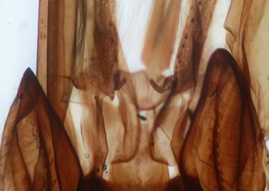 This is a cross section of a Bee's head. Yep, that's ri ...