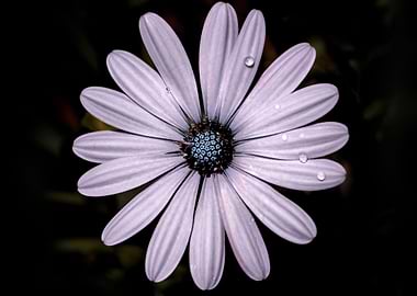 Daisy Mauve