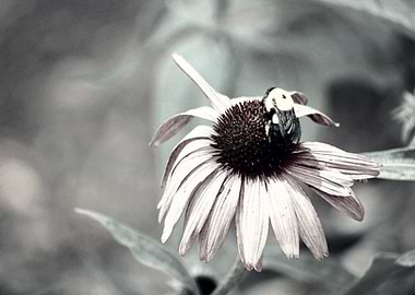 pink daisy of the season