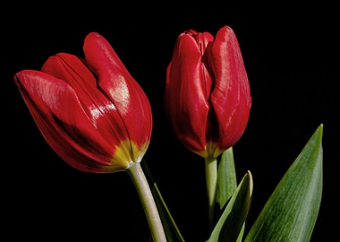 Red Tulips