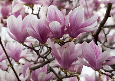 blooming magnolia flowers in spring