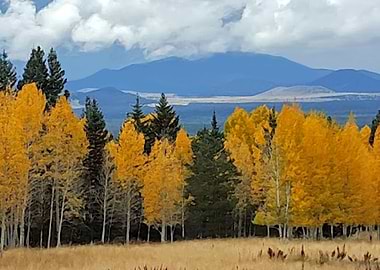 Flagstaff Aspens