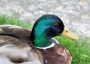 cute duck