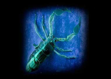 Have you ever seen a four-legged scorpion under an Ultr ...