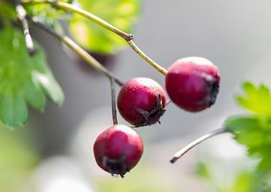 red berries in spring