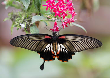 butterfly on flower