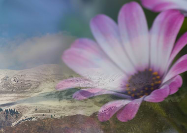 snowy mountain and aster