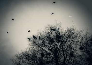 Crows