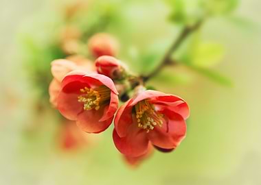 Chaenomeles flowers