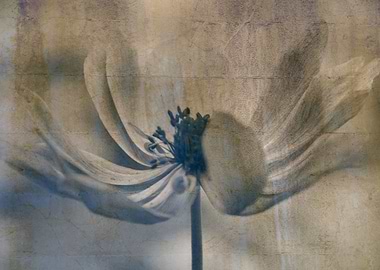 anemone in the garden