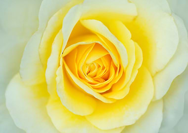 White and yellow rose.