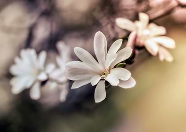 White magnolias
