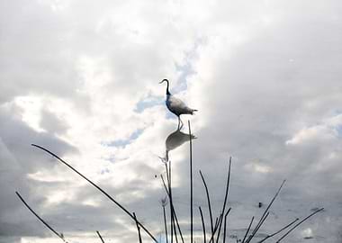 bird on lake