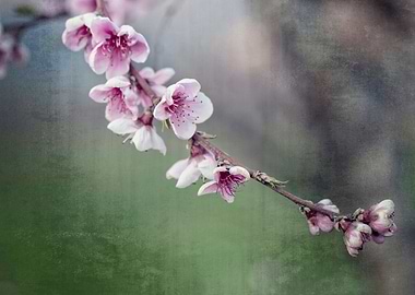 peach blossom