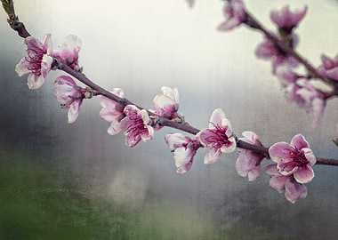 peach blossom