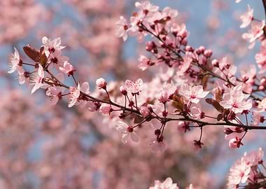 pink flowers on the tree