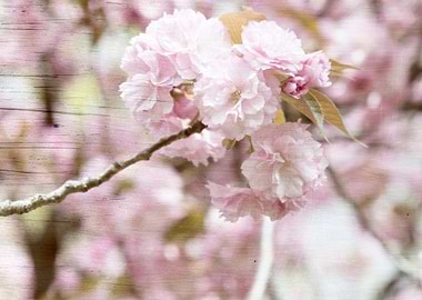 pink flower in spring