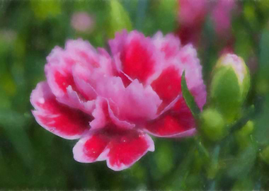 carnation in the garden