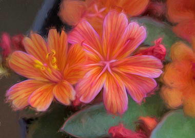 lewisia in the garden