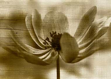 anemone in the garden