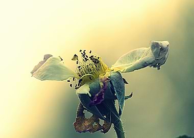 dried rose in the garden