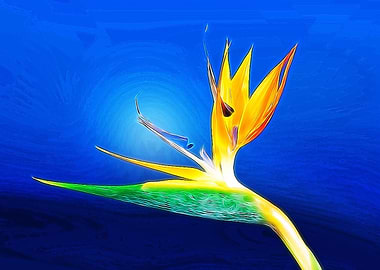 Blue Bird of Paradise