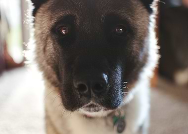 Kenji the Akita