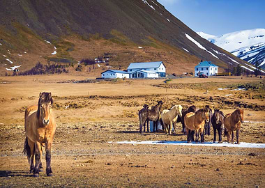 The Icelandic horse is a breed of horse developed in Ic ...