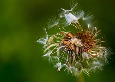 Dandelion
