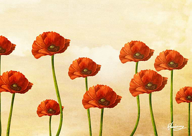 Where the Poppies Bloom