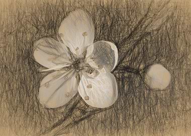 flower on tree in spring