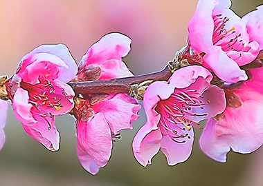 peach blossom