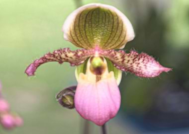 orchid in the garden