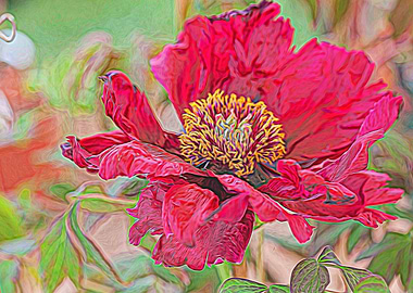 peony in the garden