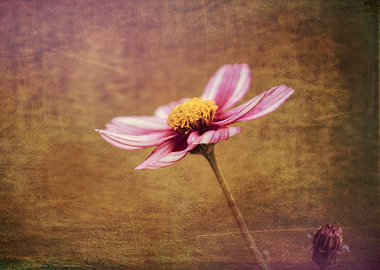 flower in spring season