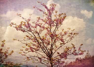 tree in spring