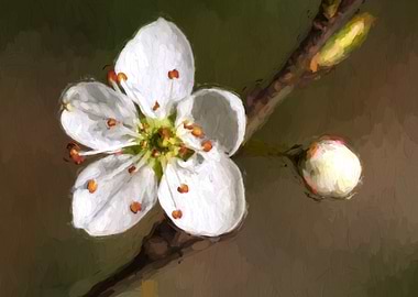 flower on tree in spring