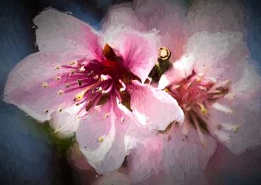 peach blossom in spring