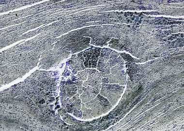 abstract wooden background