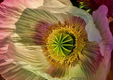 White poppy close-up