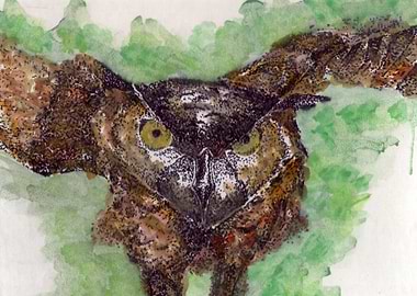 illustration of an Owl, made in watercolors