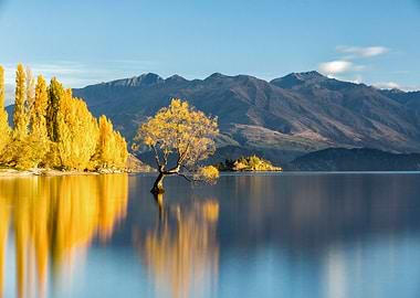 Wanaka Tree at Autumn