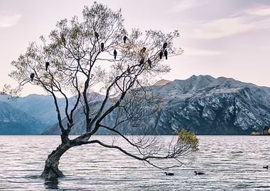Wanaka Tree