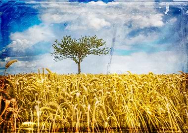 A single tree in wheat