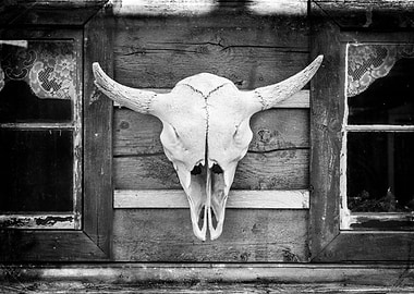 A Buffalo Skull on an old