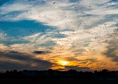 Birds in the sunset
