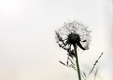 Dandelion