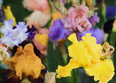 iris gladiolus in bloom